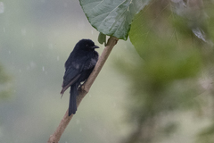 Melaenornis edolioides
