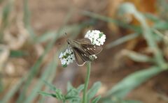 Torbenlarsenia gemella