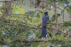 Clamator levaillantii