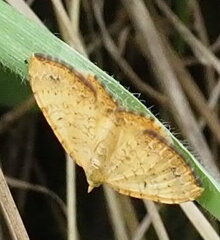 Chrysolarentia