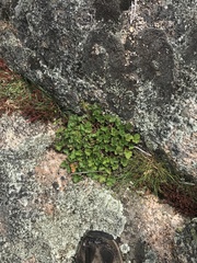 Pelargonium australe