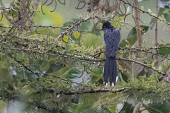 Clamator levaillantii