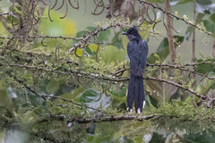 Clamator levaillantii