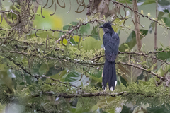 Clamator levaillantii