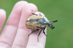 Chondropyga dorsalis