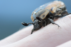 Chondropyga dorsalis