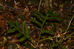 Hicksbeachia pinnatifolia