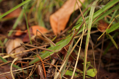 Acrida acuminata