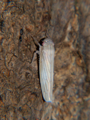 Cofana