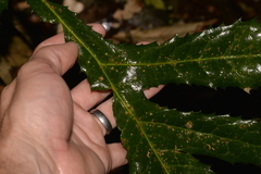 Hicksbeachia pinnatifolia