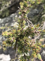 Kunzea muelleri