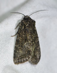 Dryobotodes monochroma