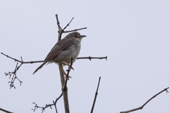 Cisticola lateralis