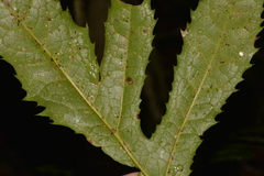 Hicksbeachia pinnatifolia
