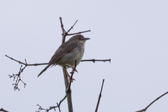 Cisticola lateralis
