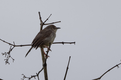 Cisticola lateralis