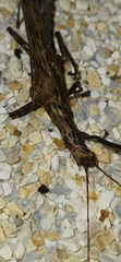 Trachythorax maculicollis