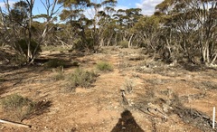 Dodonaea subglandulifera