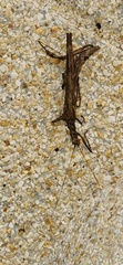 Trachythorax maculicollis