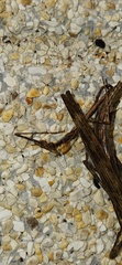 Trachythorax maculicollis