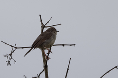 Cisticola lateralis