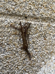 Trachythorax maculicollis