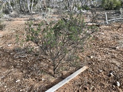 Dodonaea subglandulifera