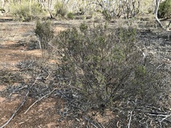 Dodonaea subglandulifera