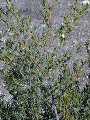 Dodonaea subglandulifera