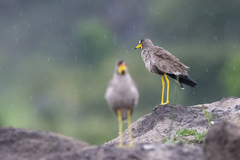 Vanellus senegallus