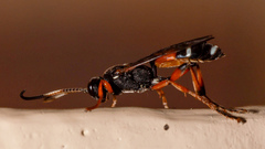 Ichneumon promissorius