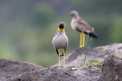 Vanellus senegallus