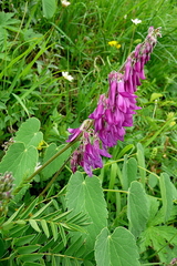 Hedysarum hedysaroides