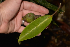 Ficus watkinsiana