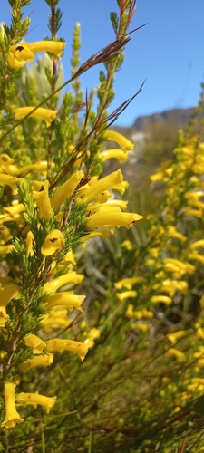 Image of Pink Muslim Heath (Erica macowanii) by (c) Adele SL, some rights reserved (CC BY)