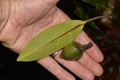 Ficus watkinsiana