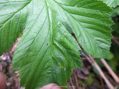 Triphragmium ulmariae