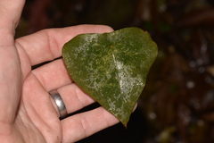Echinostephia aculeata