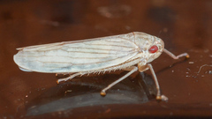 Cofana spectra