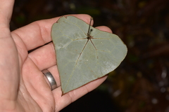 Echinostephia aculeata