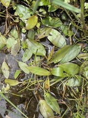 Potamogeton cheesemanii