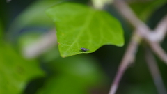 Apolinus lividigaster
