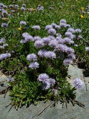 Globularia cordifolia
