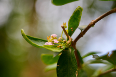 Malpighia glabra