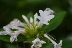 Barleria cristata