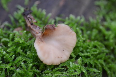 Lentinellus cochleatus
