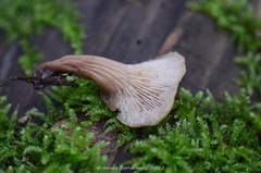 Lentinellus cochleatus