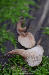 Lentinellus cochleatus