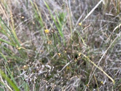 Tricoryne elatior