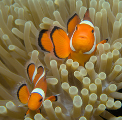 Amphiprion ocellaris